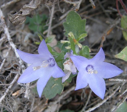 Campanula fragilis subsp. cavolinii / Campanula napoletana